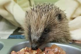 Hungry hogs...it's a race against time for the SSPCA to get the hogs in its care to a healthy weight in time for hibernation.