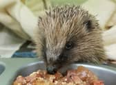 Hungry hogs...it's a race against time for the SSPCA to get the hogs in its care to a healthy weight in time for hibernation.