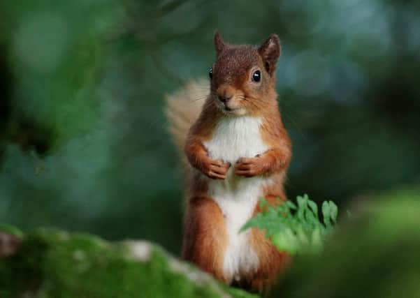 Native species...red squirrel numbers have dwindled in the UK but the RSST hopes that, with the public's help, it can save the species from extinction. (Pic: Peter Trimming)