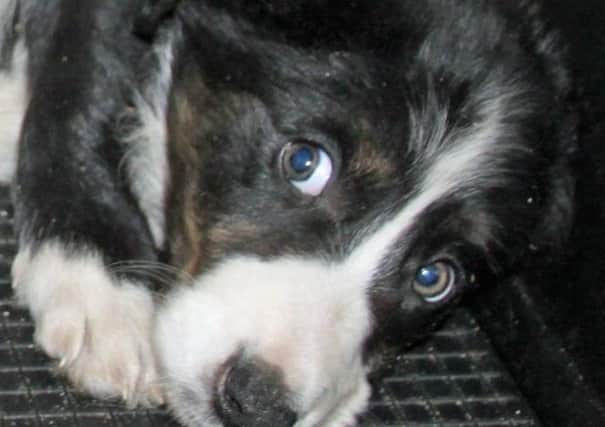 Puppies are smuggled into the UK, often in terrible conditions