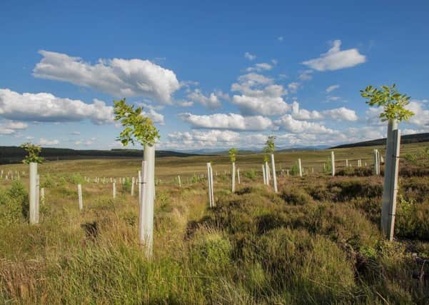 TheScottish Forestry step by step guide, aimed at small landowners, breaks down the process of preparing a woodland creation application into easy bite-sized chunks.