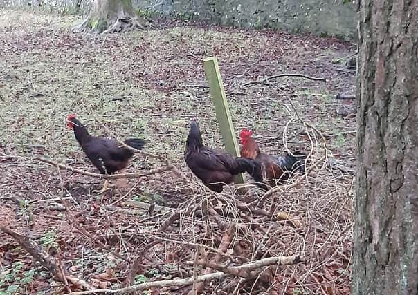 Seven of the eight chickens spotted in Coulter have been rounded up, but there may be more out there
