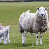 Livestock worrying is an issue which is affecting farmers the length and breadth of Scotland