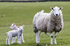 Livestock worrying is an issue which is affecting farmers the length and breadth of Scotland