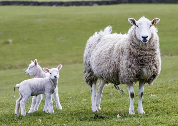 Livestock worrying is an issue which is affecting farmers the length and breadth of Scotland