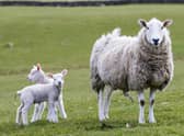 Livestock worrying is an issue which is affecting farmers the length and breadth of Scotland