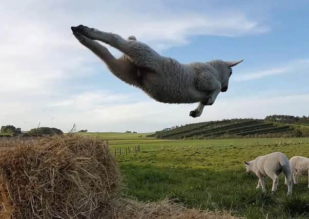 ‘To Infinity and Beyond’ was taken by 14-year-old Molly Tolson from Biggar for this year’s RSPCA Young Photographer Awards.