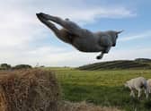 ‘To Infinity and Beyond’ was taken by 14-year-old Molly Tolson from Biggar for this year’s RSPCA Young Photographer Awards.
