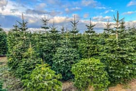 We have compiled a guide on where you can get your hands on real fir trees in time for Christmas.