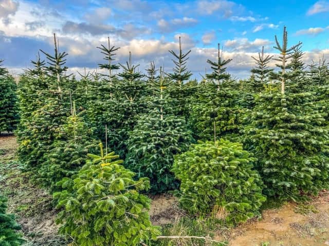 We have compiled a guide on where you can get your hands on real fir trees in time for Christmas.