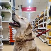 Customers can now take their dogs into  Wilko stores with them 