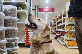 Customers can now take their dogs into  Wilko stores with them 