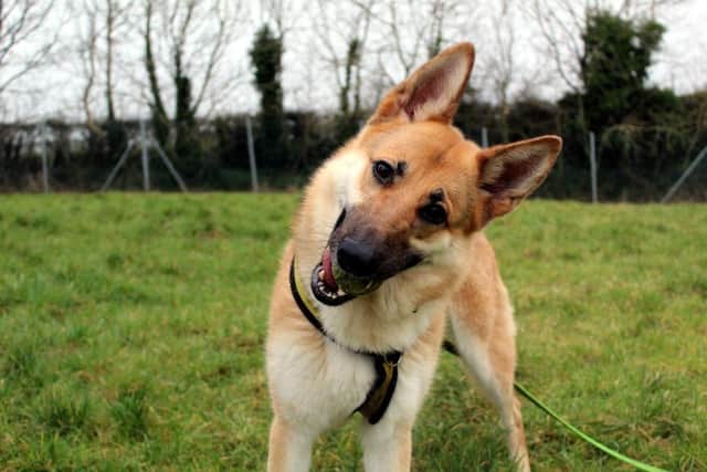 Beau (www.dogstrust.org.uk)