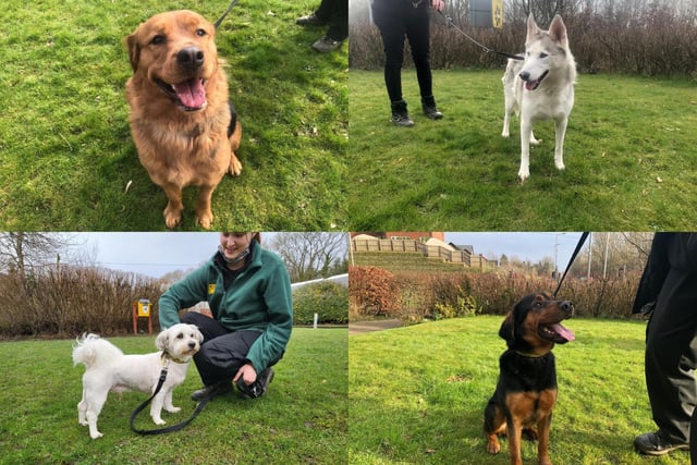 All of these beautiful dogs are available for adoption.