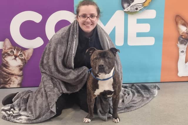 Help keep dogs like Butch cosy in their kennels by donating blankets to the SSPCA's Lanarkshire centre.
