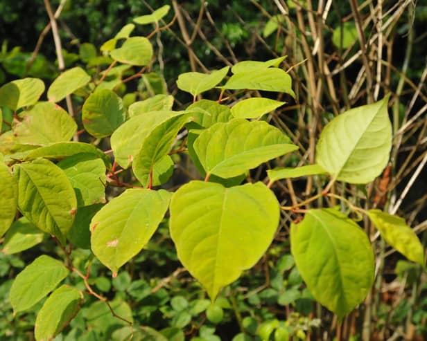 Japanese Knotweed is a type of invasive species.