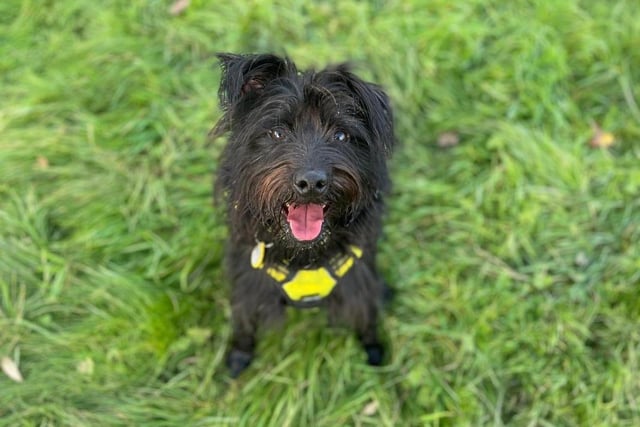 Male - Terrier Cross - Aged 2-5. Leo is a little project who needs someone to continue his training.