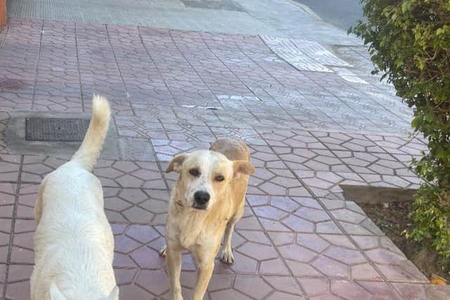 Dogs in Morocco are being killed in preparation for the World Cup 2030 - IAWPC/ Animal News Agency