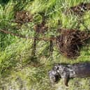 The otter was found strangled by fishing line in the reservoir at Tweedsmuir in the Scottish Borders