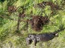 The otter was found strangled by fishing line in the reservoir at Tweedsmuir in the Scottish Borders