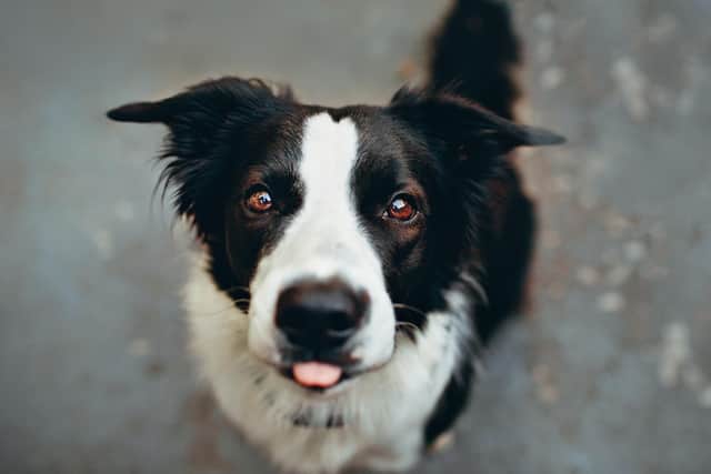 A remarkably bright workaholic, the Border Collie is an amazing dog. Originally bred for herding sheep, they are still used as working dogs on farms today but have also become much loved family pets. They are an intelligent dog who love to be on the go all the time and thrive off plenty of exercise.
