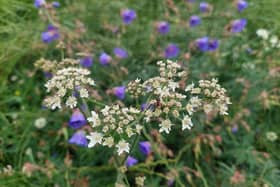 A wild patch for hedgehogs and wildlife.