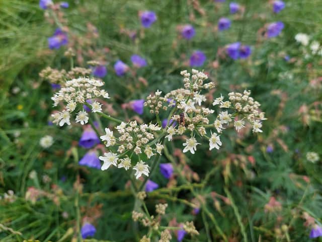 A wild patch for hedgehogs and wildlife.