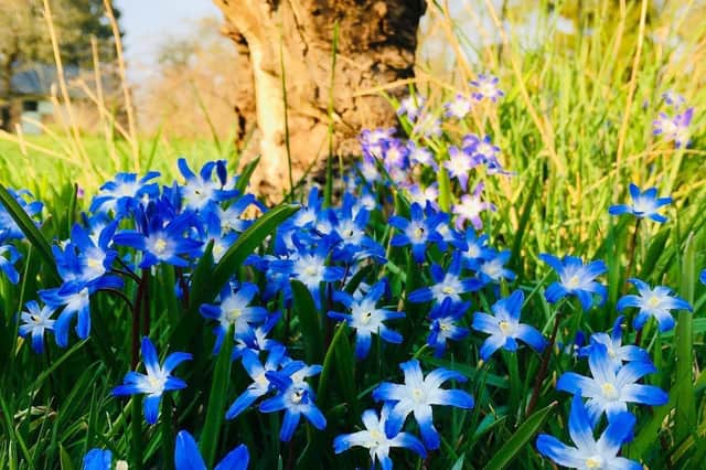 This beautiful shot of an array of spring flowers growing wild, was snapped by Kim Welberry.
