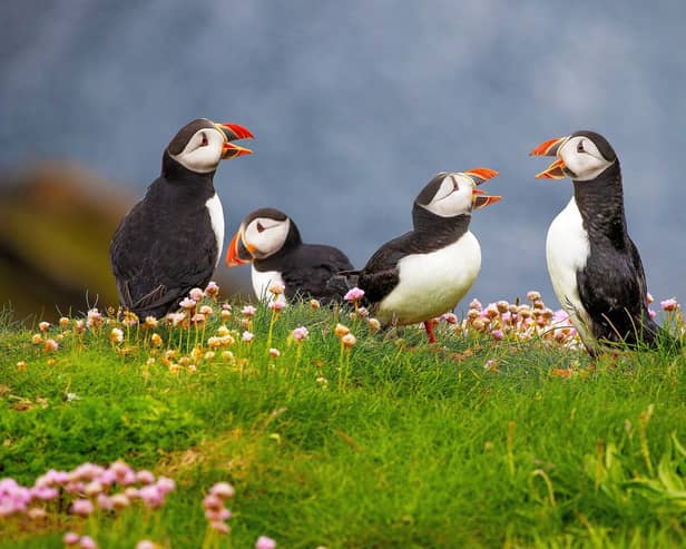 A new survey has revealed 48 per cent of people in Scotland are unsure where to spot different animals.