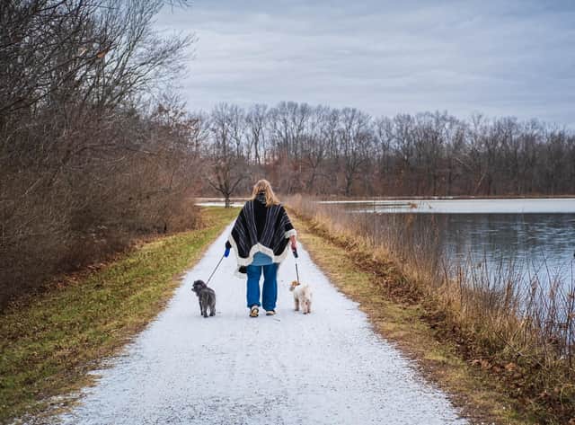 Taking dogs for a winter walk (photo: Adobe)
