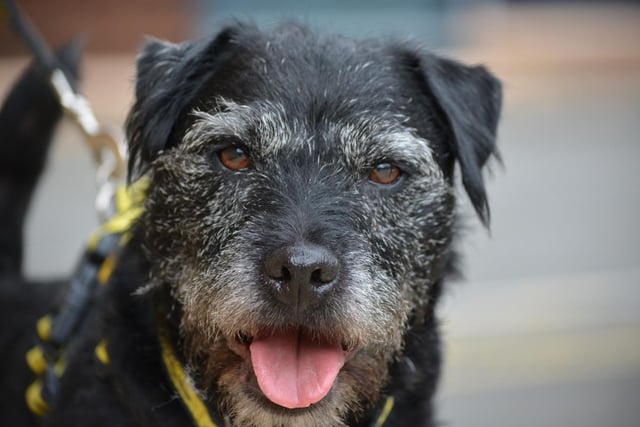 Male - Patterdale Terrier - aged 8 and over. Casper is 10 but young at heart. He needs a quiet and relaxed home.