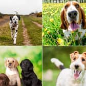 These are the top 10 cutest dog breeds, according to the research