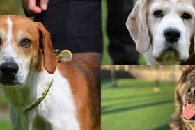 Do you want to adopt a dog?