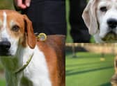 Do you want to adopt a dog?