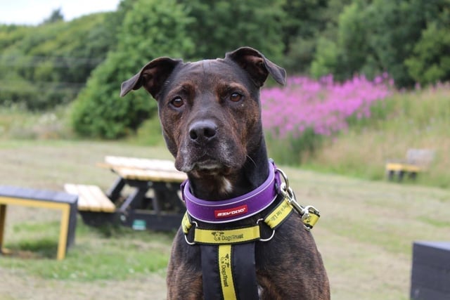 Male - aged 5-7. Jack likes walks in quiet areas where he can relax and train.