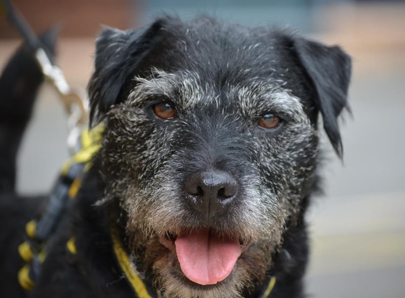 Male - Patterdale Terrier - aged 8 and over. Casper is 10 but young at heart. He needs a quiet and relaxed home.