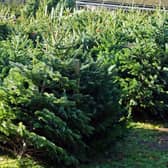 Things to do in Glasgow: Where to buy a real Christmas tree including IKEA and Aldi