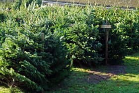 Things to do in Glasgow: Where to buy a real Christmas tree including IKEA and Aldi