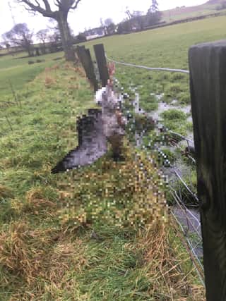 Dead goose left hanging on a wire fence at a public path at Balmore