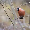 Tom Wilson was surprised to find a bullfinch living on the brownfield site among the debris and waste