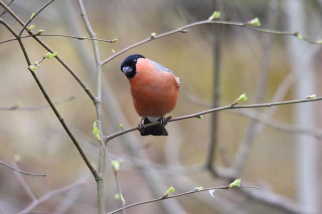 Tom Wilson was surprised to find a bullfinch living on the brownfield site among the debris and waste