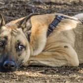 Pinned back ears can be a sign of stress, but also of feeling sad. As you get to know your dog you'll be able to work out exactly what this gesture means.