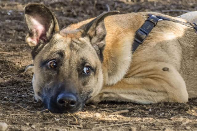 Pinned back ears can be a sign of stress, but also of feeling sad. As you get to know your dog you'll be able to work out exactly what this gesture means.