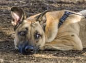 Pinned back ears can be a sign of stress, but also of feeling sad. As you get to know your dog you'll be able to work out exactly what this gesture means.