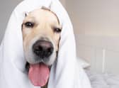 Most pets will be happy with a home temperature of 18 to 20C (photo: Adobe)