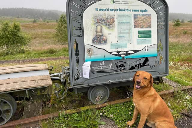 Families and their four legged friends have enjoyed Look For A Book.