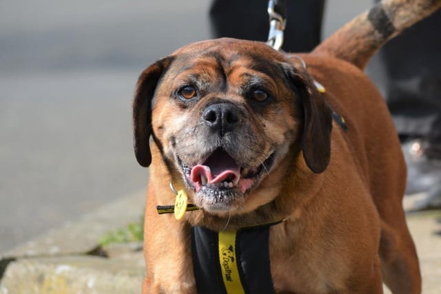 Pug - aged 8 and over - male. Taffy might be older, but he's full of energy and needs an active family.