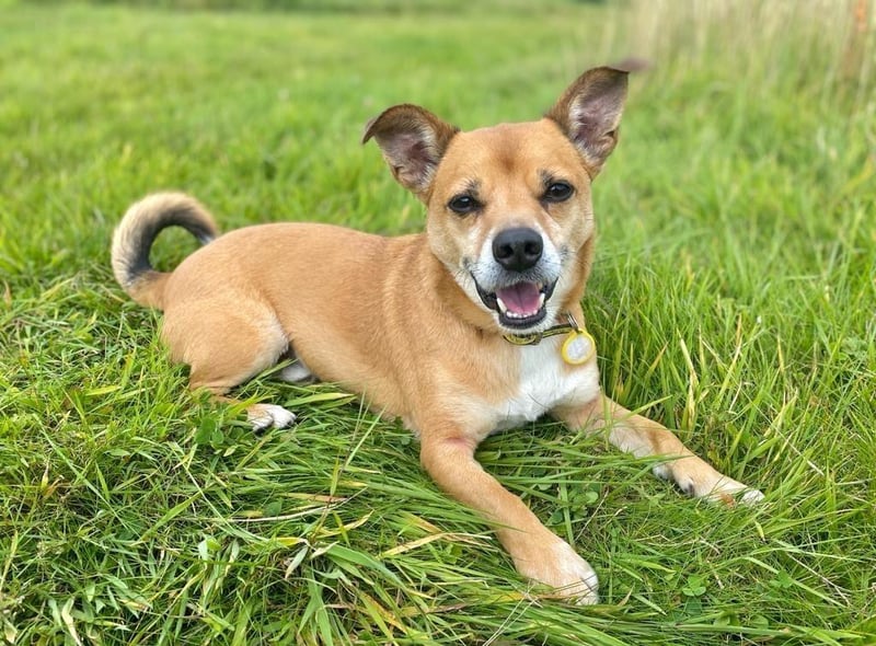 Male - Terrier Cross - aged 5-7. Billy hasn't had the best start to life and needs a loving and understanding owner. He has bitten before and so needs a muzzle.