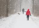 Many dogs still love the chance to go out on adventures during the colder months (photo: Adobe)
