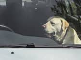 Dogs die in hot cars